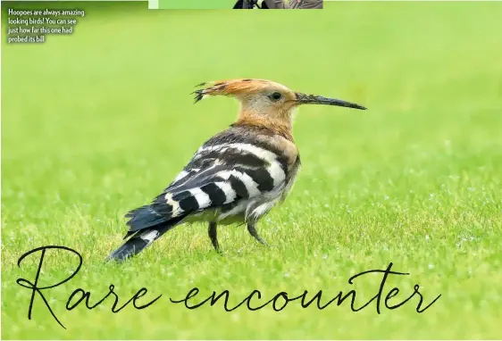  ??  ?? Hoopoes are always amazing looking birds! You can see just how far this one had probed its bill