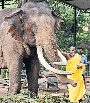  ??  ?? Elephants in Sri Lanka are commonly kept by Buddhist monks. New measures aim to ensure they are properly cared for