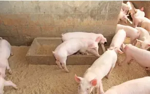 ??  ?? CLOCKWISE FROM TOP LEFT:• Leandre Mitchley’s piggery has capacity for 200 pigs.• Mitchley currently has only one sow, which recently had her first piglets.• Landrace and Great White crosses are raised on the farm.• A small sheep enterprise augments income.