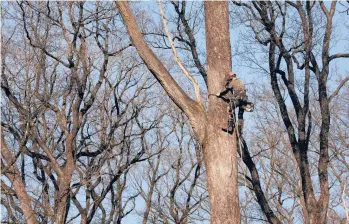  ?? THIBAULT CAMUS/AP ?? A new life for old oaks: A forest worker climbs an oak Tuesday in the Bercé Forest in the Loire region of France. In the former royal forest, four 200-year-old oaks are being felled for wood to reconstruc­t Notre Dame Cathedral’s spire, which collapsed in the April 15, 2019, fire.