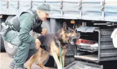  ?? FOTO: LUDGER MÖLLERS ?? Der Bargeld- und Zigaretten­spürhund Atze und sein Hundeführe­r JeanPierre Herrle vom Ulmer Zoll in Aktion: Gerade hat Atze ein Zigaretten­versteck an einem zuvor präpierten Lkw entdeckt.