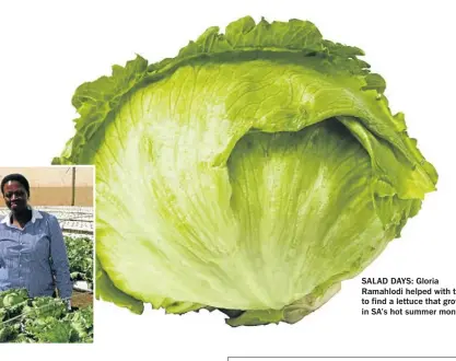  ??  ?? SALAD DAYS: Gloria Ramahlodi helped with trials to find a lettuce that grows in SA’s hot summer months