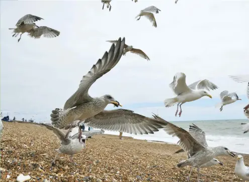  ??  ?? Herring gulls are rated in the highest category of conservati­on importance, according to the RSPB