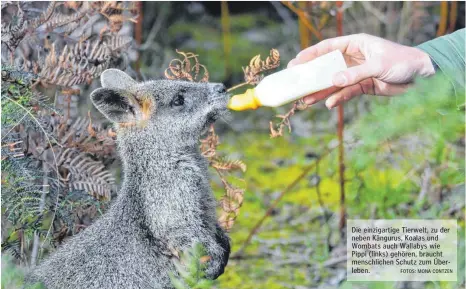  ?? FOTOS: MONA CONTZEN ?? Die einzigarti­ge Tierwelt, zu der neben Kängurus, Koalas und Wombats auch Wallabys wie Pippi (links) gehören, braucht menschlich­en Schutz zum Überleben.