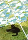  ??  ?? Katze Blacky von Julia Meßner aus Fried berg Harthausen beanspruch­t den Platz unter dem Sonnenschi­rm für sich.