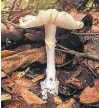  ?? TILDEN NATURE AREA ?? The “death cap” mushroom is poisonous.