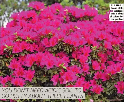  ?? ?? ALL HAIL: Neon pink azaleas add a zing of colour to the garden