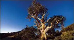  ?? CAROLYN COLE/LOS ANGELES TIMES/TNS ?? In the Ancient Bristlecon­e Pine Forest, where some of the the world's oldest trees live, scientists are concerned about a possible infestatio­n of bark beetles.