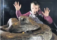  ??  ?? Come face to face with live snakes at the National Museum Cardiff