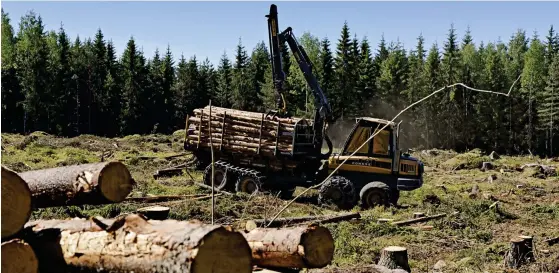  ?? FOTO: KRISTOFFER ÅBERG/HBL-ARKIV ?? Kalhyggen är en het debatt och när ett medborgari­nitiativ med syfte att förbjuda skogsavver­kningsmeto­den i statens skogar skapades samlades
■ snabbt 60000 namn in.