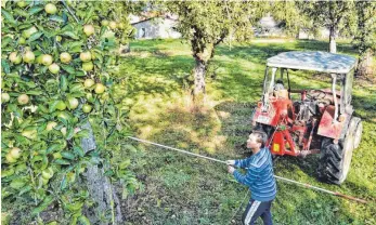  ?? FOTO: AXEL PRIES ?? Erntezeit: Josef Herre legt ein Kabel um den Ast eines Apfelbaums auf seiner Streuobstw­iese.