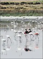  ?? EMILIA GUTIÉRREZ ?? Laguna de Villacañas (Toledo)