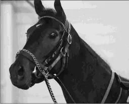  ?? BARBARA D. LIVINGSTON ?? Avenge worked Wednesday for the Yellow Ribbon at Del Mar.