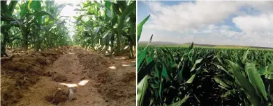  ?? FOTO: VERSKAF ?? BASF is trots op sy jongste belegging in mielie-oesbeskerm­ing. Dit is ’n mielie-onkruiddod­er en staan bekend as Intelex®. Die foto’s is nege weke ná planttyd geneem.