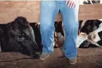  ?? ?? Annett sits on a railing as some of the steer sniff her feet. She is enrolled at The Ohio State University Agricultur­al Technical Institute.