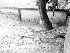  ?? — AFP photo ?? A 36-year-old female Gharial crocodile is released in the zoo of Rajshahi.