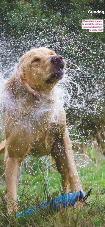  ??  ?? If you stand in water to accept the retrieve your dog is less likely to shake itself