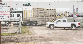  ?? ALEX RAMADAN/ BLOOMBERG ?? Cargill Inc.'s beef plant in High River, Alberta, processes a major portion of Canada's beef production. Cargill has temporaril­y idled one of its plants after workers tested positive for COVID-19.