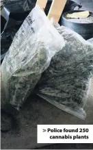 ??  ?? > Police found 250 cannabis plants