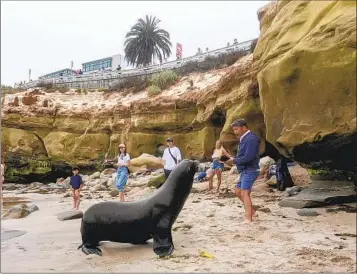  ?? ANA RAMIREZ U-T ?? A sea lion reacts after a man approaches the wild animal to take a photograph on July 25 in La Jolla. Earlier in the day, a lifeguard was heard urging visitors to give plenty of room to the sea lions there.