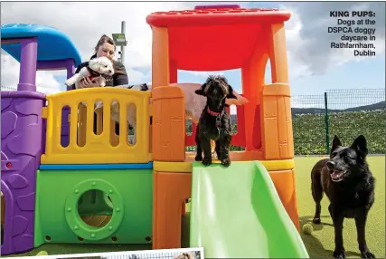  ?? ?? King pups: Dogs at the DSPCA doggy daycare in Rathfarnha­m, Dublin