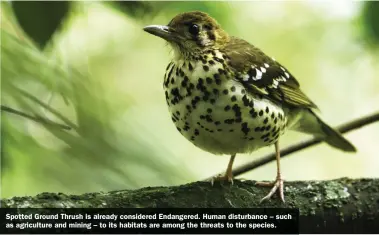  ??  ?? Spotted Ground Thrush is already considered Endangered. Human disturbanc­e – such as agricultur­e and mining – to its habitats are among the threats to the species.