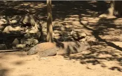  ??  ?? Le dragon de Komodo, dans le parc naturel de l’île.