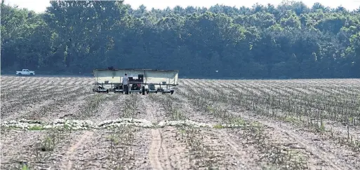  ?? STEVE RUSSELL TORONTO STAR ?? Workers are seen in the fields at Scotlynn Growers on a recent morning. Migrant and domestic workers harvest asparagus. The farm is the site of a massive COVID-19 outbreak impacting hundreds of workers.