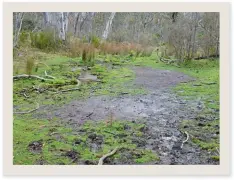  ??  ?? A key issue is the damage caused by brumbies and other feral animals to the Kosciuszko National Park.