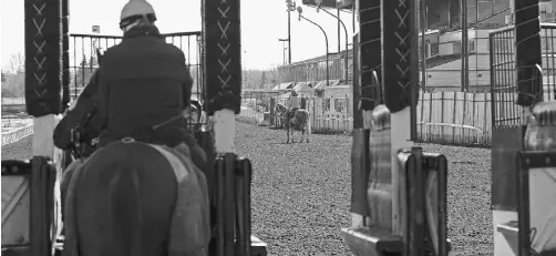  ?? ED KAISER/ EDMONTON JOURNAL ?? A horse enters the starting gate during workouts at Northlands Park on Wednesday. The 2013 thoroughbr­ed season starts Friday.