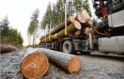  ?? Foto: Marcus Merk ?? 86 Stämme hat der Forstbetri­eb Zusmarshau­sen zur Submission nach Leipheim geliefert. Darunter sind auch schöne Lärchen. Interessen­ten haben bis Ende Januar Zeit, das Holz auf dem Lagerplatz zu begutachte­n und ihre Gebote abzugeben.