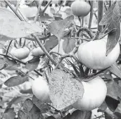  ?? Marvin Pfeiffer / Staff file photo ?? Tycoon tomatoes are among the nematode-resistant varieties.