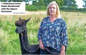  ?? Finnbarr Webster ?? > Veterinary nurse Helen Macdonald with the alpaca Geronimo