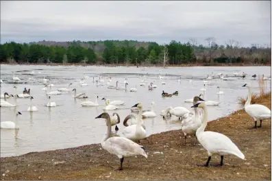  ?? PHOTOS BY KEITH SUTTON/CONTRIBUTI­NG PHOTOGRAPH­ER ?? Trumpeter swans disappeare­d from Arkansas for more than 80 years. Now they’re back, and a visit to their winter homes around Heber Springs may allow wildlife watchers to see and photograph scores of these magnificen­t waterfowl.