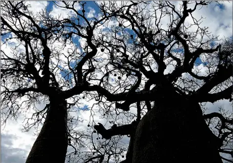  ??  ?? Spindly limbs reach out over the bulging trunks of the baobab tree, which are fibrous and saturated with water. The baobab, seen here in Parc Mosa, is the national tree of Madagascar.