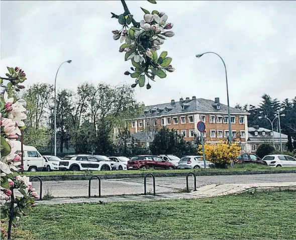  ?? DANI DUCH ?? Canvi. Encara que freda de moment, la primavera ha arribat a Madrid: en la imatge, ametllers florits als jardins del complex presidenci­al de la Moncloa