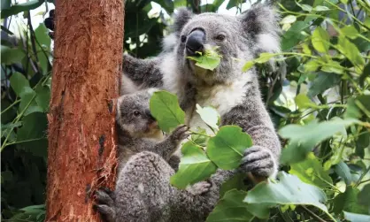  ??  ?? Climate change and biodiversi­ty loss are now often referred to as the ‘twin crises’ facing the global financial system. Photograph: Lisa Maree Williams/Getty Images