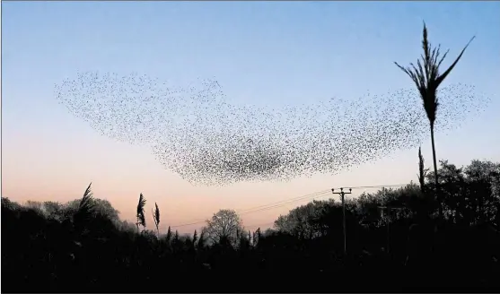  ?? Picture by Phil Cannings ?? Starling murmuratio­ns over Thatcham reedbeds. The beautiful sight takes place at dusk during the winter months.