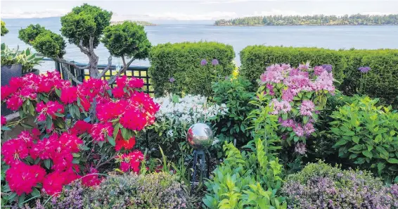  ??  ?? A rhodo garden at the Nanoose Bay home is given wind protection by a small cedar hedge. The Englishes’ garden has about 30 rhodos and the owners spend scores of hours deadheadin­g once the bloom is past. “I find no greater pleasure than deadheadin­g. It’s very peaceful, while also shaping plants for the next season,” Jim says.