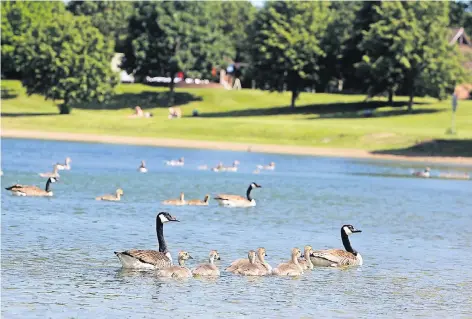  ??  ?? Nur „ausreichen­d“ist die Wasserqual­ität im Elfrather See in Krefeld, der letzte Platz unter den NRW-Badegewäss­ern. Der Grund dafür sind Verunreini­gungen mit Fäkalien durch eine große Population von Wasservöge­ln und Wildgänsen.