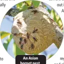  ?? ?? An Asian hornet nest.