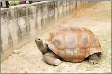  ??  ?? This undated photo provided by the Little Rock, Ark, Zoo shows Ed, a 580-pound tortoise that had lived at the zoo for nearly three decades. The zoo says Ed had been under veterinary care for several weeks and was euthanized on July 26,
2019 because of an intestinal impaction that couldn’t be resolved. (AP)