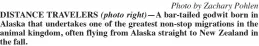  ?? Photo by Zachary Pohlen ?? DISTANCE TRAVELERS (photo right)—A bar-tailed godwit born in Alaska that undertakes one of the greatest non-stop migrations in the animal kingdom, often flying from Alaska straight to New Zealand in the fall.