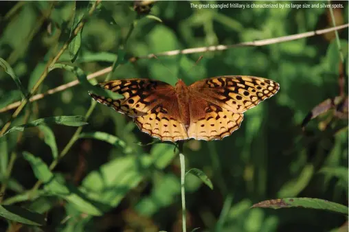  ??  ?? The great spangled fritillary is characteri­zed by its large size and silver spots.
