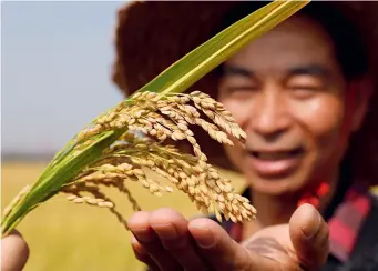  ?? ?? A farmer showcases rice in Shaoxing, Zhejiang Province, on 16 October 2023