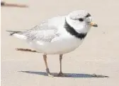  ?? PROVIDED BY TAMIMA ITANI ?? Imani, Monty and Rose’s 2021 chick, was spotted at Montrose Beach on Monday.