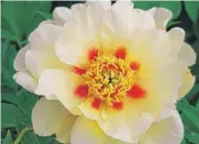  ??  ?? Peony “Viking Full Moon”: Light-infused yellow petals with two rows of overlappin­g petals and red flares surround the flower’s center of yellow-gold anthers. This early season bloomer is covered in 5- to 6-inch flowers. Bred by Roy Pehrson. TIP: Also,...
