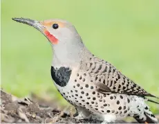  ??  ?? The northern flicker, with its powerful call, is one of four candidates to be the City of Vancouver’s permanent official bird.