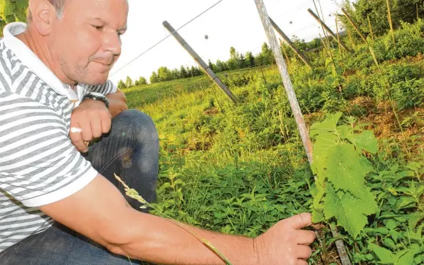  ?? Fotos: Martin Golling ?? 700 Rebstöcke hat Christian Seyfried gepflanzt, um auch Wein herstellen zu können. Auf der Amerikaner Unterlage wächst ein pilzresist­enter Weißwein.