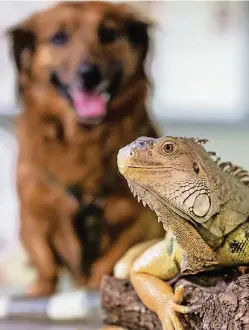  ?? FOTO: ARMIN WEIGEL ?? Egal ob Leguan oder Hund – wenn man den Vermieter vorher um Erlaubnis fragt, ist man auf der sicheren Seite.